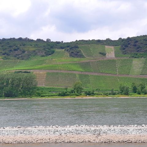 Bopparder Hamm am Mittelrhein, von Osterspai fotografiert