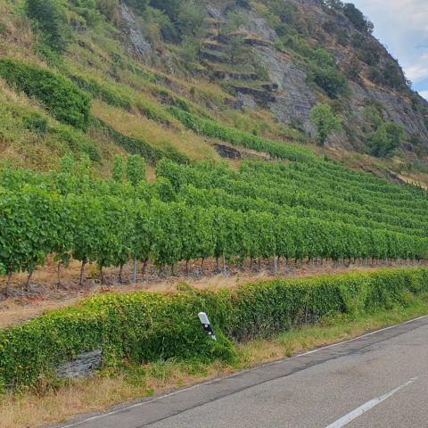 Hirzenacher Probsteiberg Weingut Neyer in Hirzenach am Mittelrhein