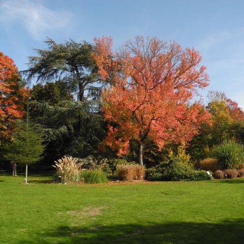  Bonn, Botanischer Garten am Poppelsdorfer Schloss, Herbstimpressionen