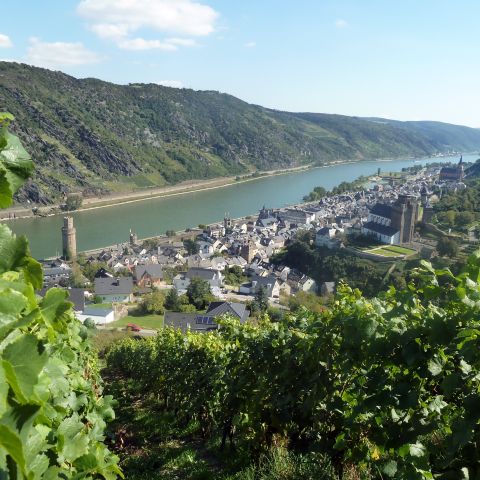 Oberwesel am Mittelrhein mit Sch?ouml;nburg und Weinreben