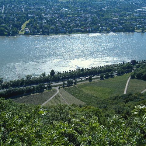 Der Rhein zwischen K?ouml;nigswinter und Bad Honnef-Rhöndorf mit den Weinbergen des Drachenfelses. Blick von der Drachenfelsruine.